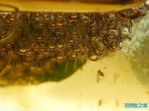 怎么看泰斗繁殖成功