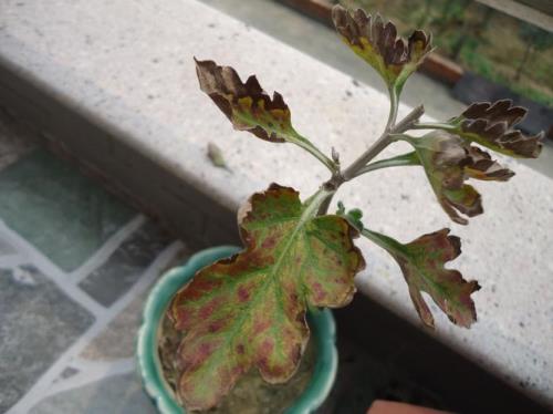 菊花叶子脆怎么回事