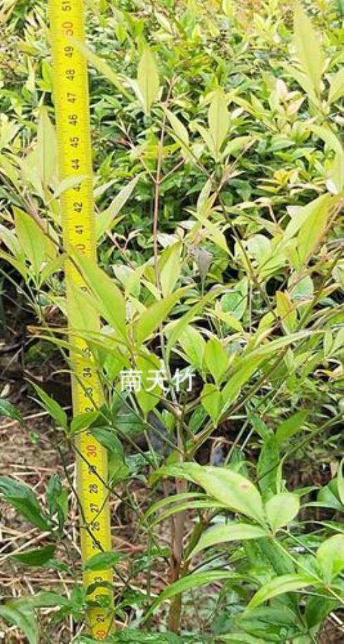 南天竹种子可以直接种下吗
