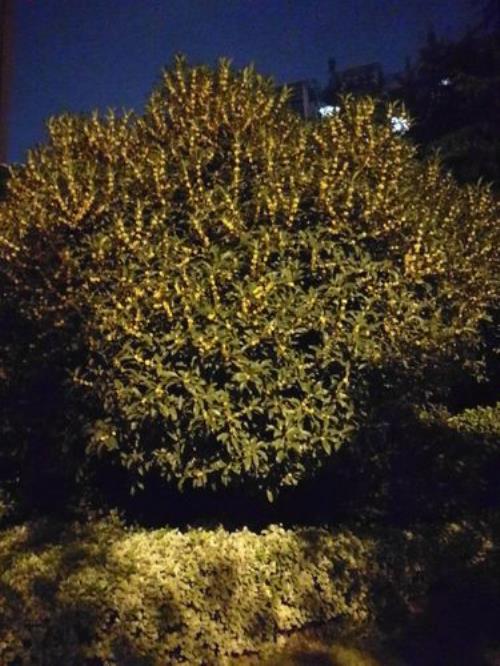 桂花树怎么安装灯