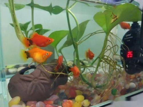 天使鱼肚子大了多久时间能下崽