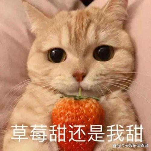 咋咋呼呼是什么意思