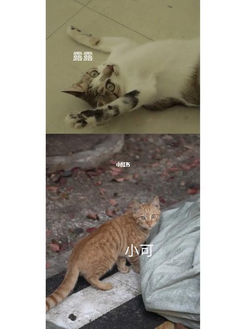 湖南牙仔什么意思