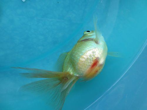 鱼翻肚子没死能活多久