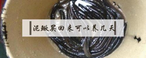 泥鳅离开水能活多久