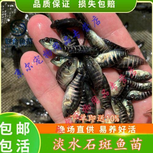 珍珠斑苗培养技术