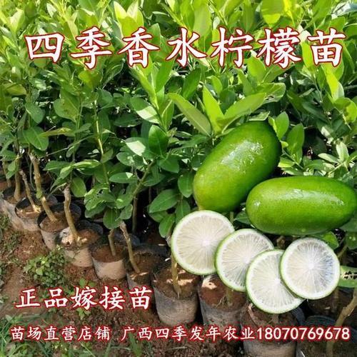 香水柠檬时间能多久呢