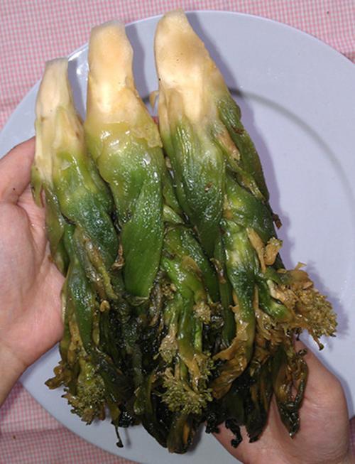 惠州8月份种什么菜