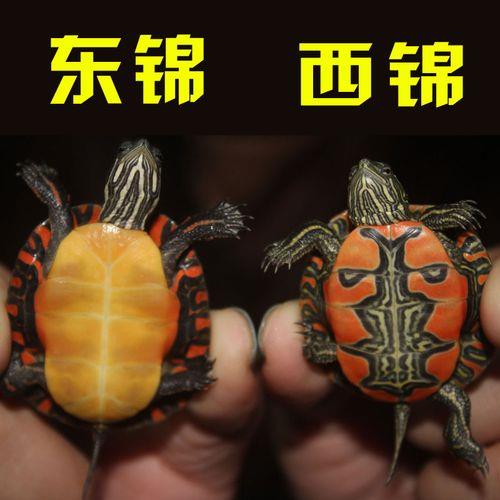 东锦龟养几年长大