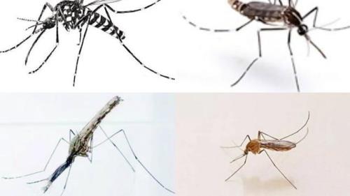 虐蚊子它会感觉恐惧吗