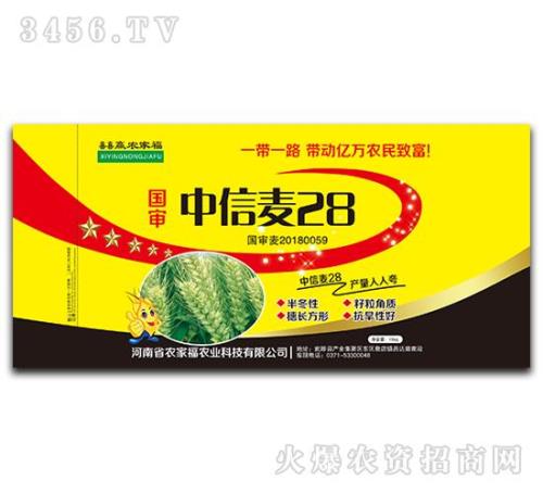 阳光818小麦种子哪里有卖的