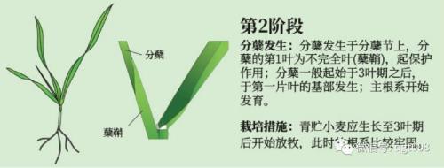 冬小麦生产的三个关键期
