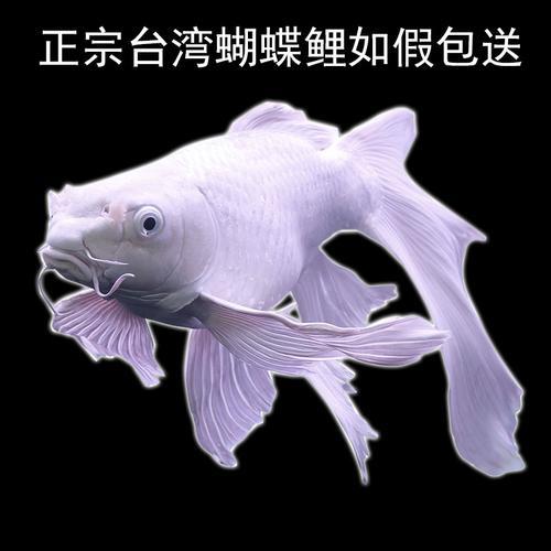 蝴蝶鲤腹鳍一边夹鳍怎么办