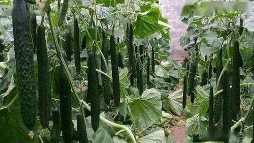 反季节露天黄瓜有几个主产地