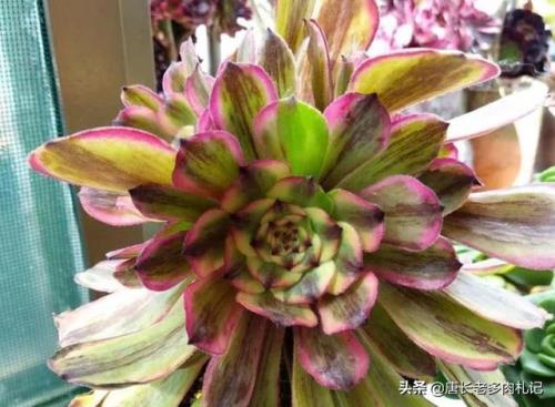 水墨画法师和粉黛法师的区别
