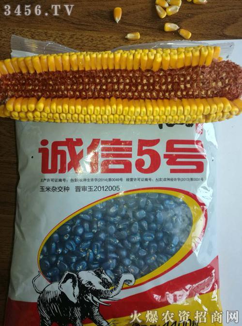 华龙五号玉米种子