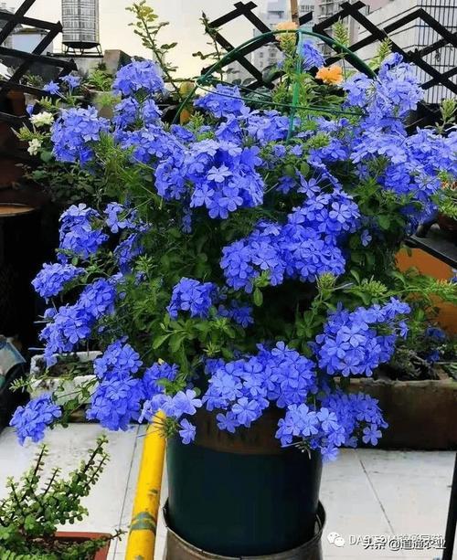 蓝雪花叶子上有小白虫怎么办
