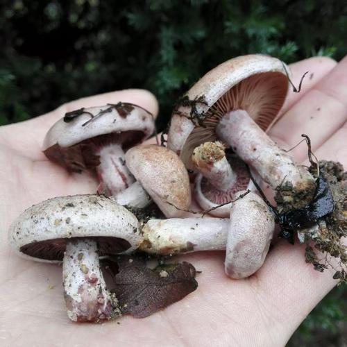 纯天然和野生是一个意思吗