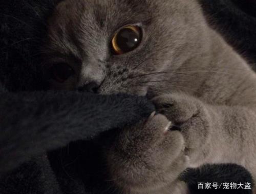 怎样征服蓝猫