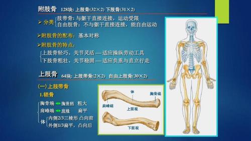 肢躯的意思