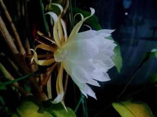 适合昙花一现发朋友圈的句子