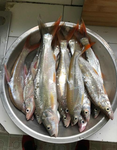 红尾鱼吃面包虫吗