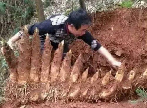 惠州惠阳哪里可以挖竹笋