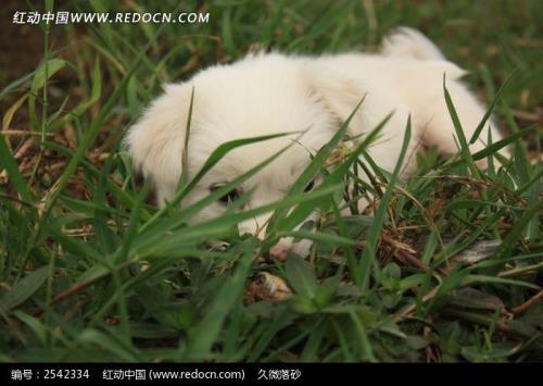 什么从草丛里出来