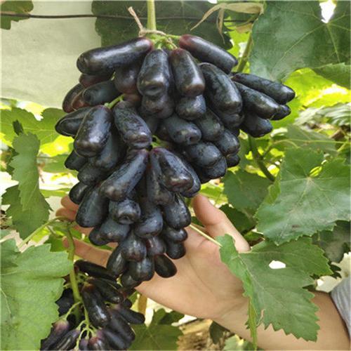 蓝宝石葡萄刚结果图片