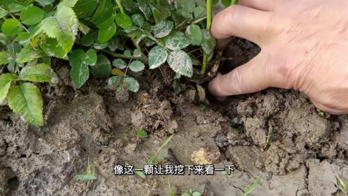 蔷薇冬季移栽注意事项