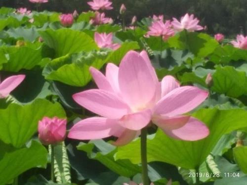 我心中的那朵莲花原唱