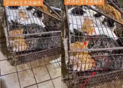 广东猫肉叫什么