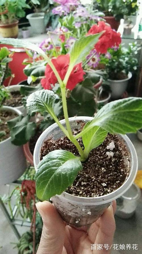 小丽花叶子能不能喷点水