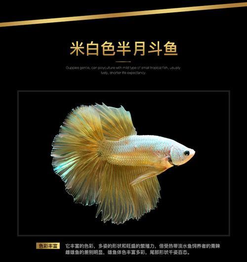 蓝刀鱼鱼缸养得活吗