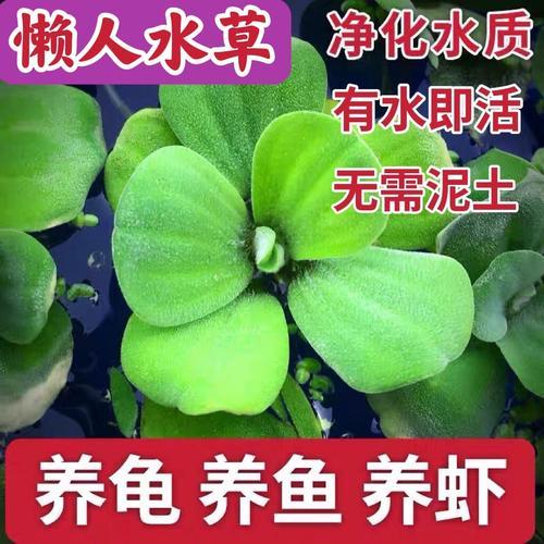鱼池适合什么水生植物