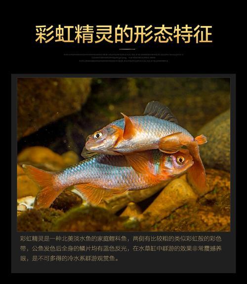 卢伦真小鲤夏天好养吗