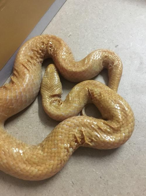 全身是金色的蛇，叫什么蛇