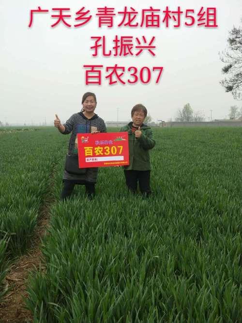 百农307小麦审定公告