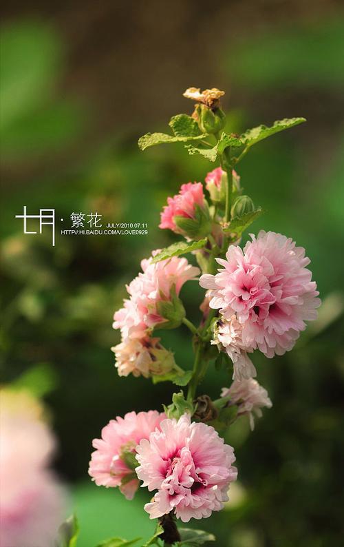 是繁花灿烂还是繁花绚烂