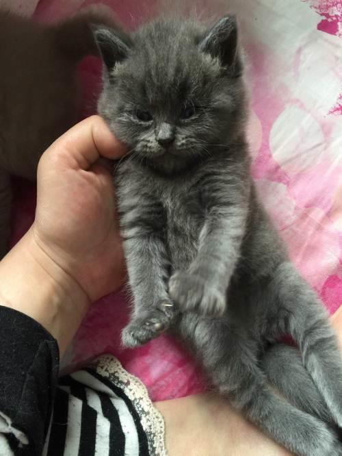 两个月蓝猫到新家多久会适应