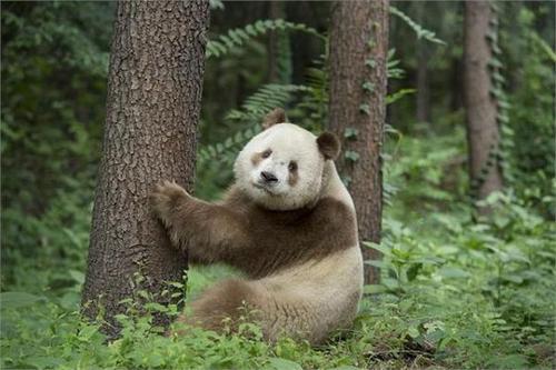 大熊猫为什么大了人不能接近