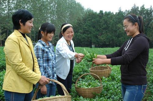 大学生当村官的利大还是弊大