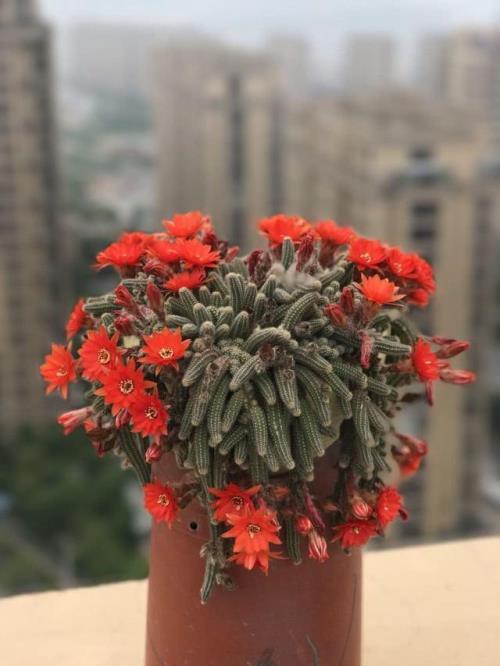 白檀养几年开花
