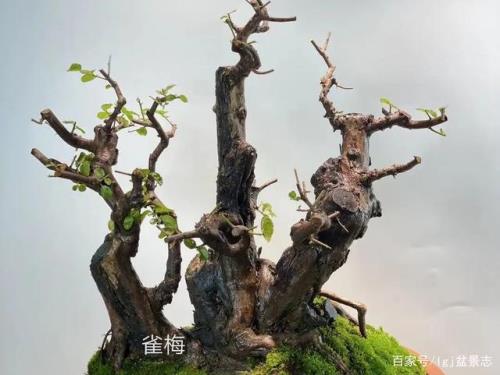 雀梅发芽不久枯死