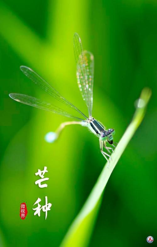 葳蕤蓬勃读音