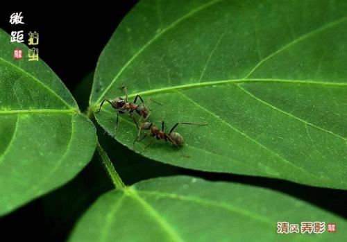 螳螂与蚂蚁阅读理解答案