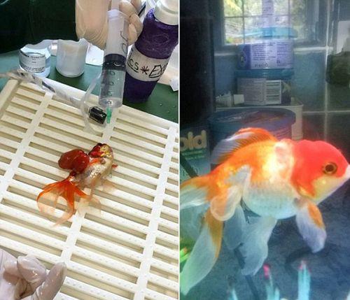 金鱼脱水后能坚持多久不死