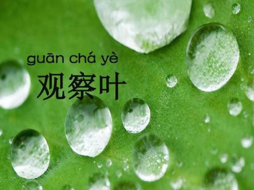 什么的树叶填词语一年级