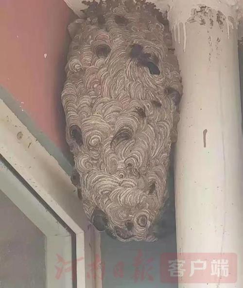 马蜂窝为什么会烂