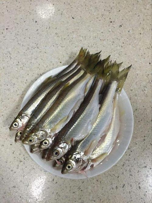 蓝刀鱼对水质要求